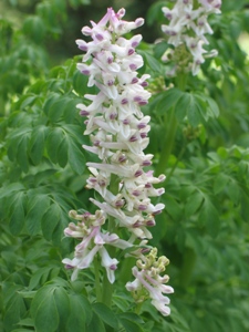 Corydalis caseana